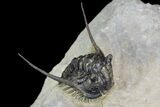 Spiny Leonaspsis Trilobite - Excellent Detail #89298-4